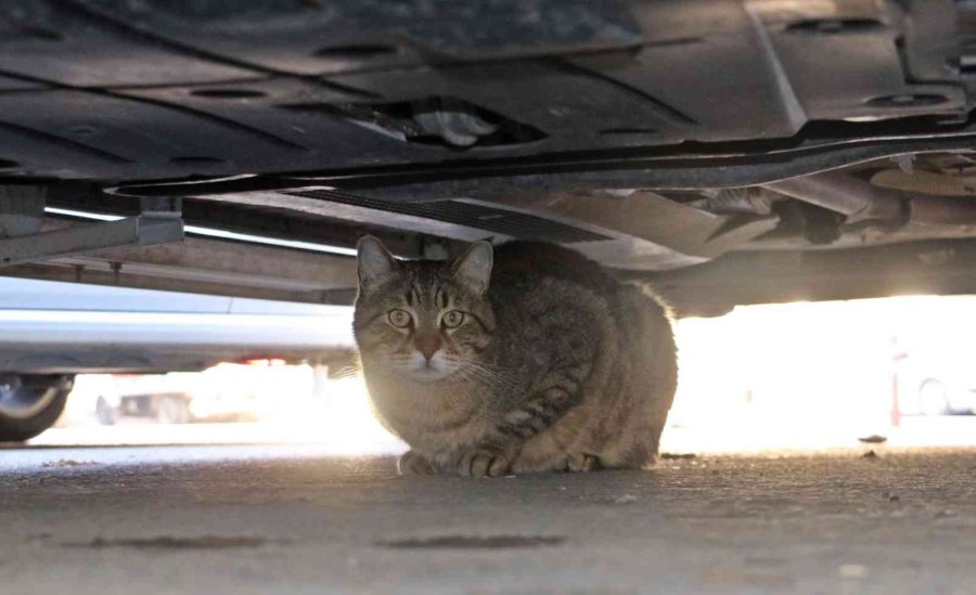 Diyeti Bozan Obez Kedi Asma Tavanı Çökertti