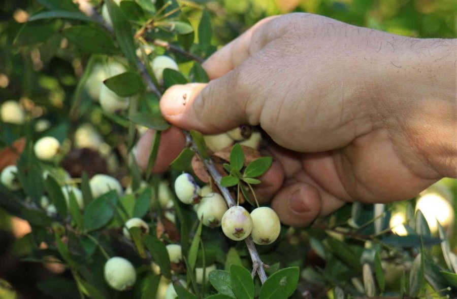 Tam Bir Şifa Deposu: Bir Ağacı 200 Kiloya Kadar Ürün Veriyor