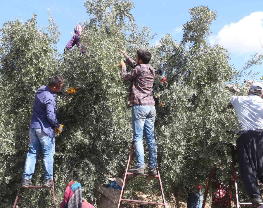 Zeytinde Hasat Sona Erdi, Üreticinin Yüzü Güldü