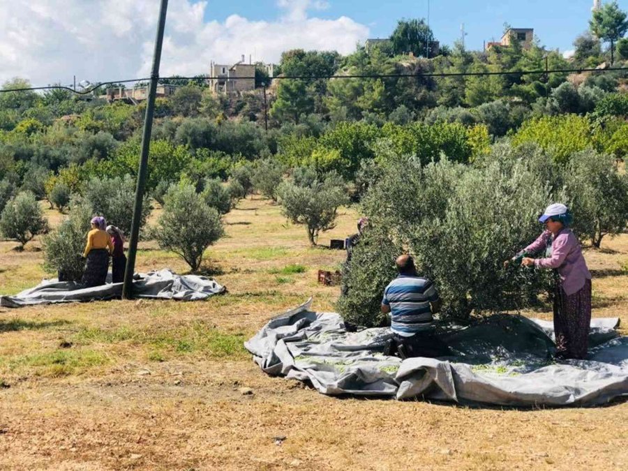 Zeytinde Hasat Sona Erdi, Üreticinin Yüzü Güldü