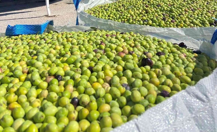 Zeytinde Hasat Sona Erdi, Üreticinin Yüzü Güldü