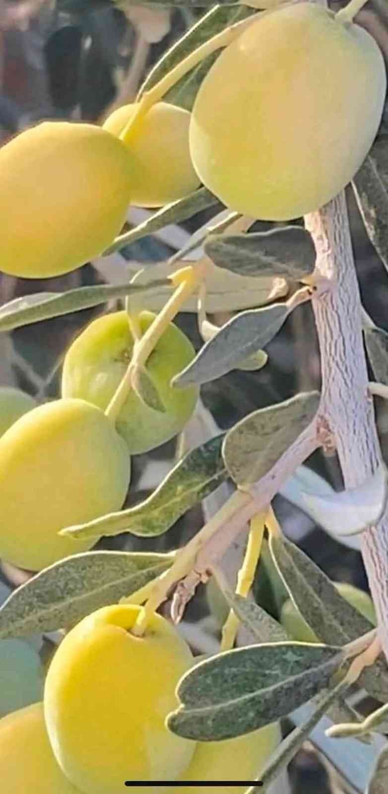 Zeytinde Hasat Sona Erdi, Üreticinin Yüzü Güldü