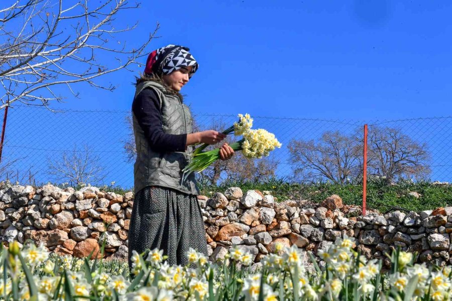 Mersin’de Nergis Festivali Düzenlenecek