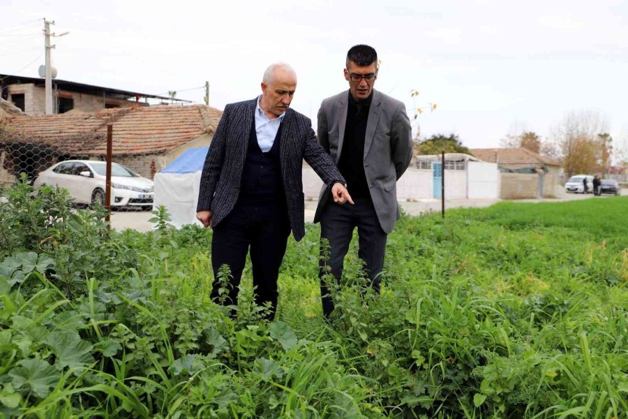 Deneme Amaçlı Ekilen Atalık Karakılçık Buğdayı Tohumu Boy Verdi