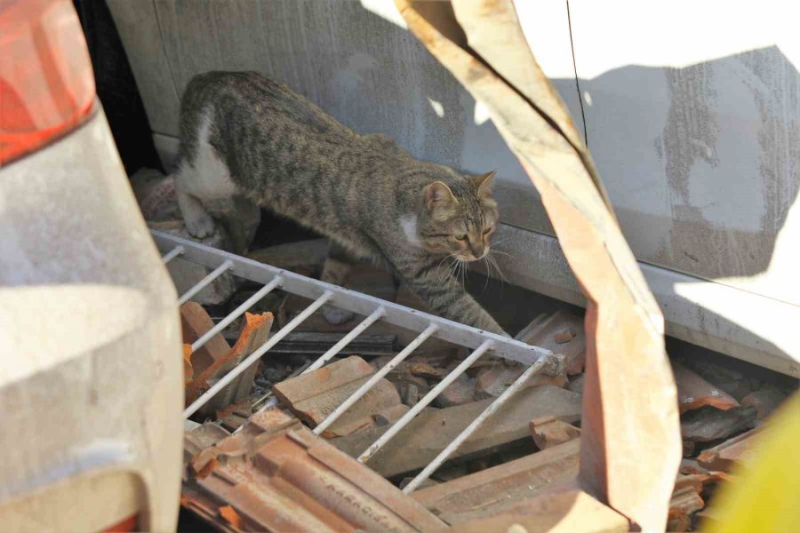 Hatay’da Bu Zor Günlerde Yürek Isıtan Kareler Objektiflere Yansıdı