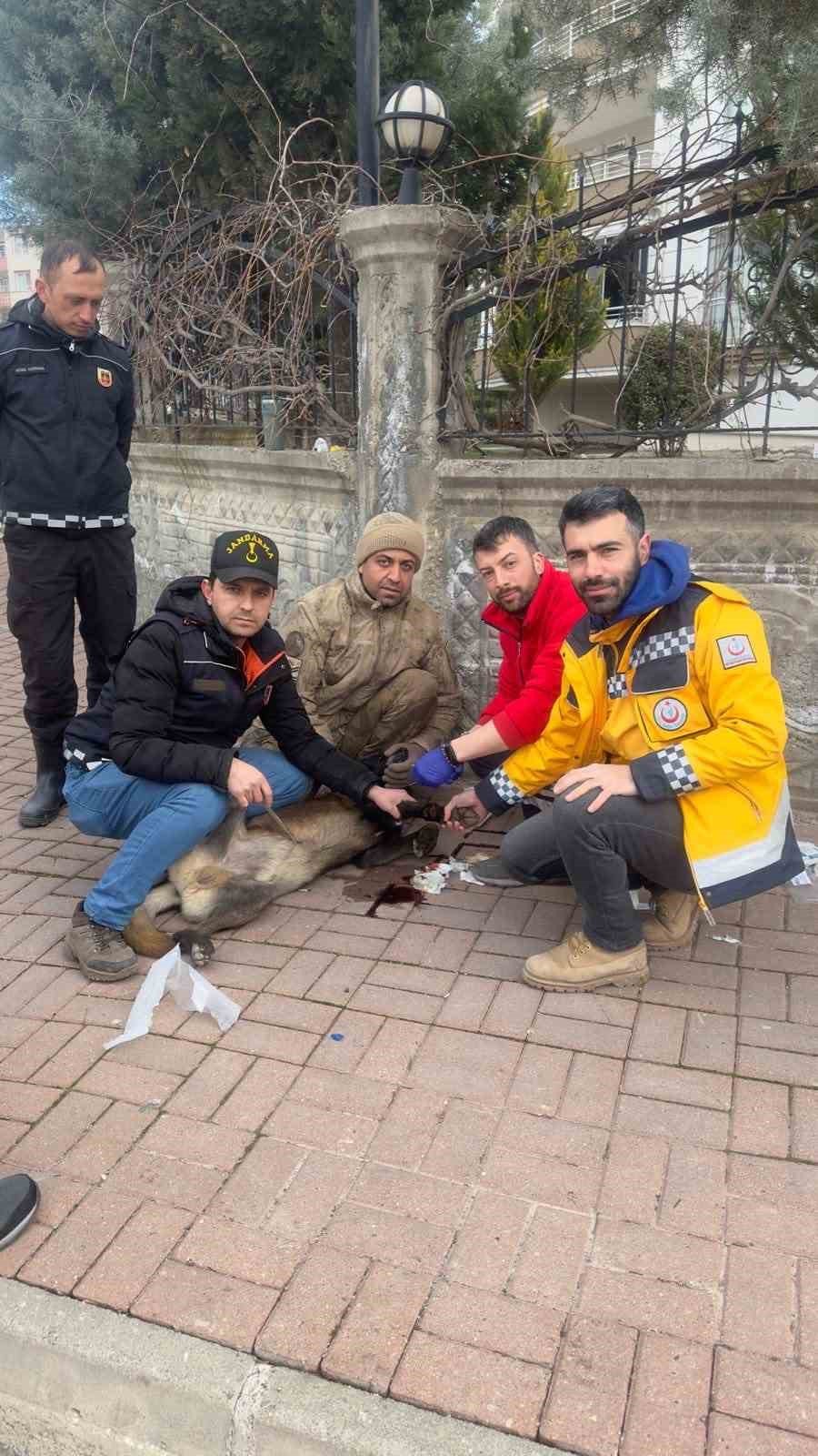 Bitlis Umke Ekibi Yaralanan Köpeklere De Müdahale Ediyor