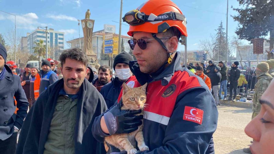 Ses Geldiği İçin Girdikleri Binada 104 Saat Mahsur Kalan Kediyi Kurtardılar