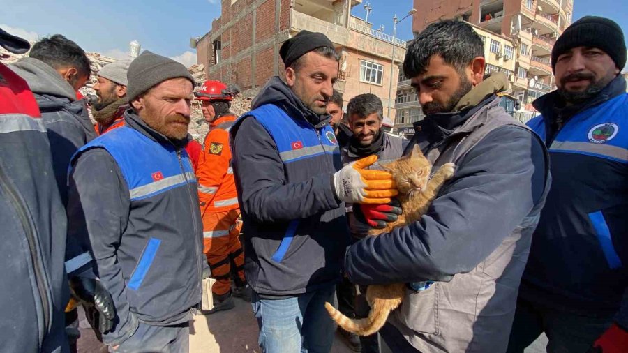 Ses Geldiği İçin Girdikleri Binada 104 Saat Mahsur Kalan Kediyi Kurtardılar