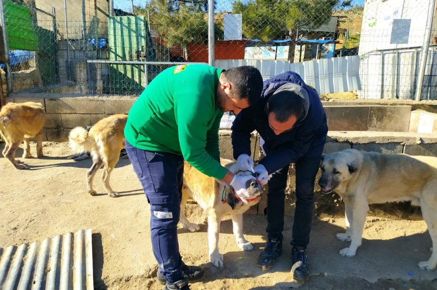 Sokak Hayvanlarına Sahip Çıkıldı