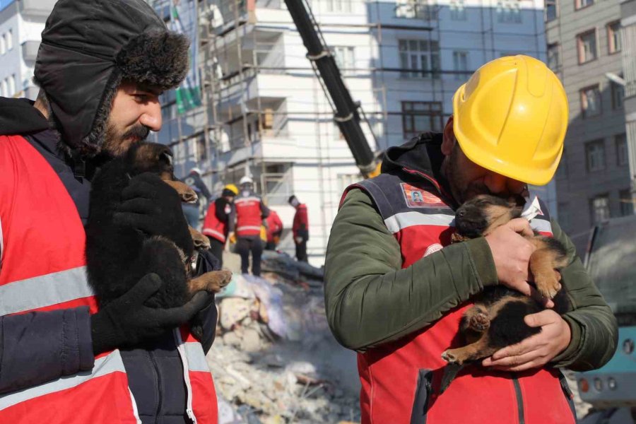 Ezan Okunurken Uluyan Köpek Ve Yavruları, Sesi Fark Eden Görevlilerce Enkazdan Kurtarıldı