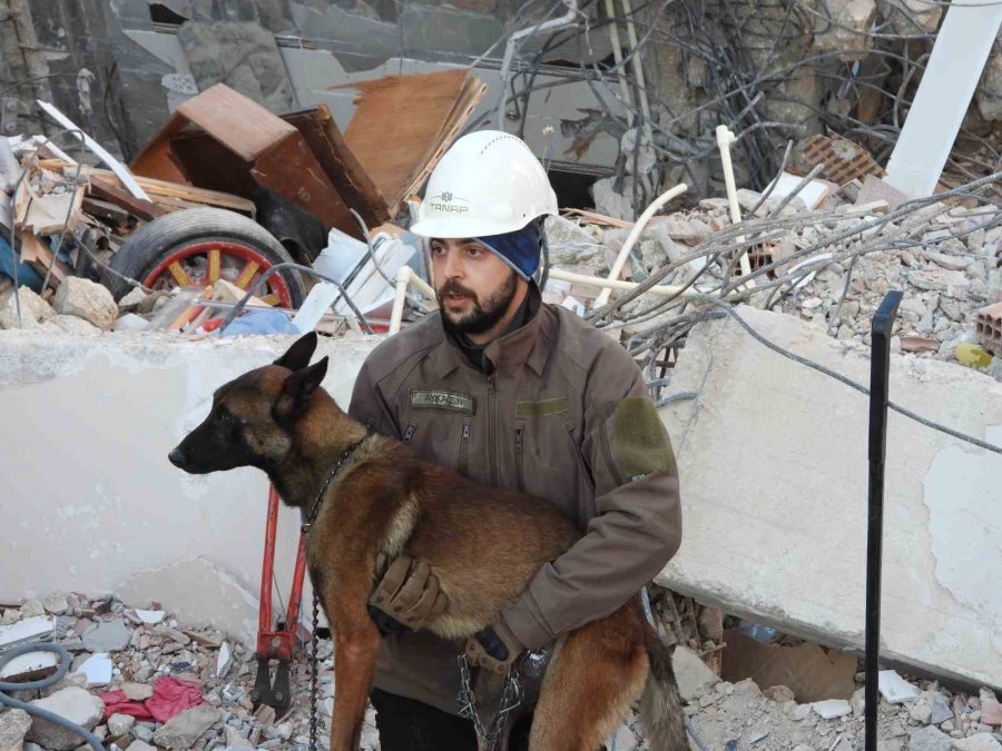 Arama Kurtarma Köpeği Tetik Tek Başına Samandağ’da 15 Can Kurtardı