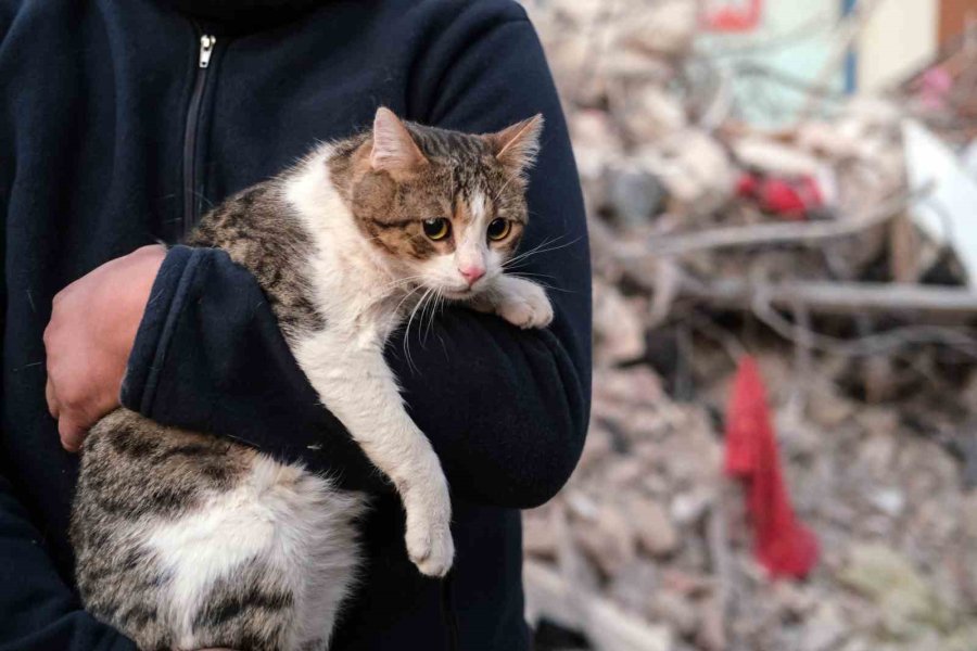 Depreminin 110’uncu Saatinde Bir Kedi Enkazdan Canlı Çıkartıldı