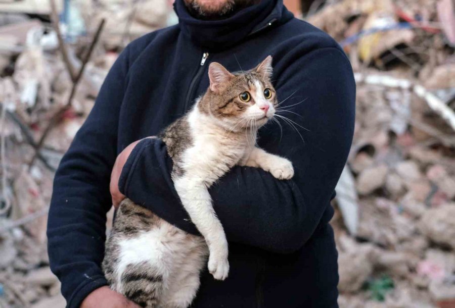 Depreminin 110’uncu Saatinde Bir Kedi Enkazdan Canlı Çıkartıldı