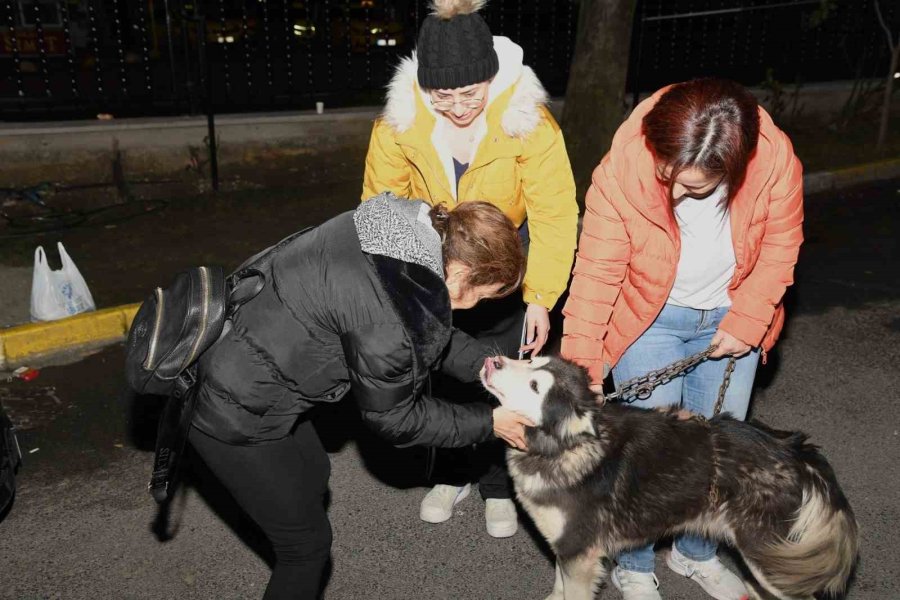 Depremzede Köpek Bella İstanbul’da Yeni Ailesine Kavuştu