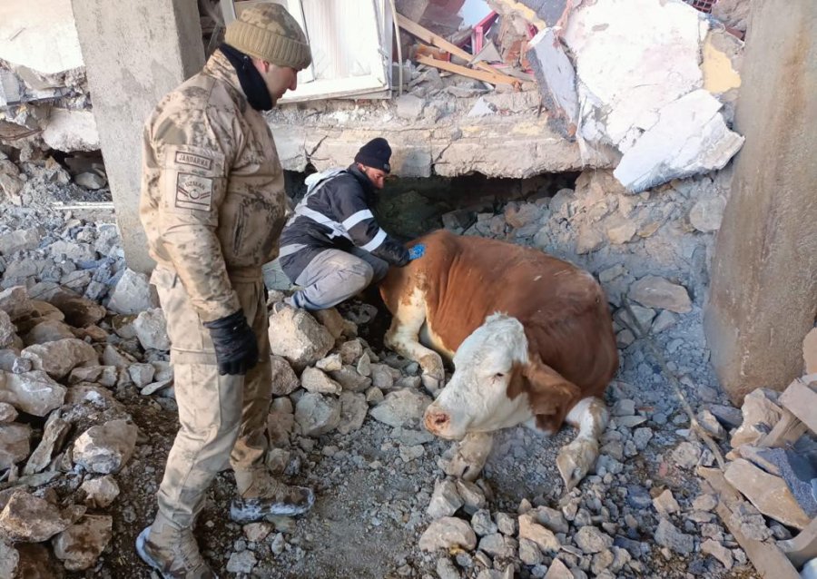 Ekipler Enkaz Altında Kalan Hayvanları Kurtarılıp, Brandadan Hayvan Barınağı Kuruyor