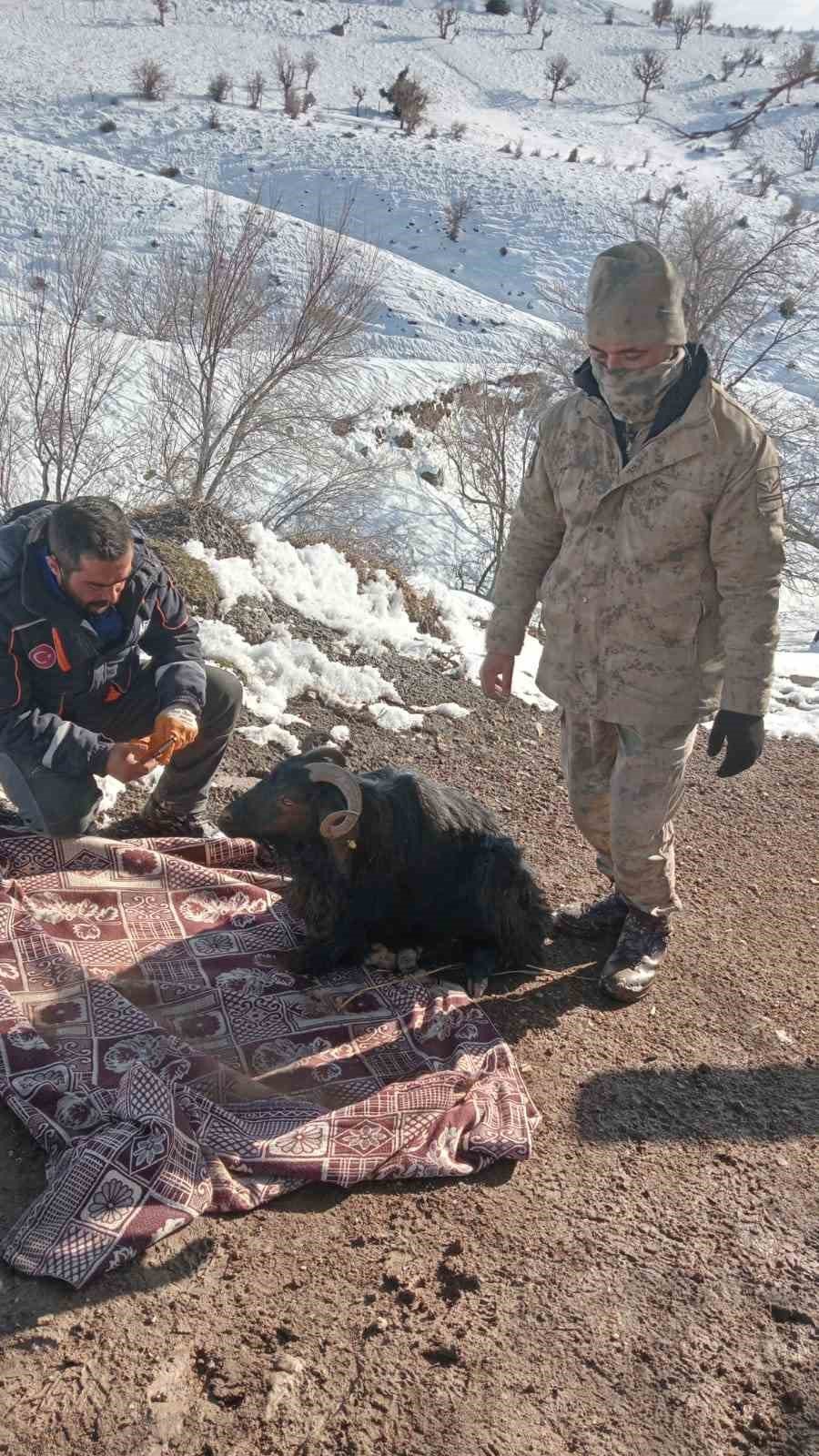 Ekipler Enkaz Altında Kalan Hayvanları Kurtarılıp, Brandadan Hayvan Barınağı Kuruyor