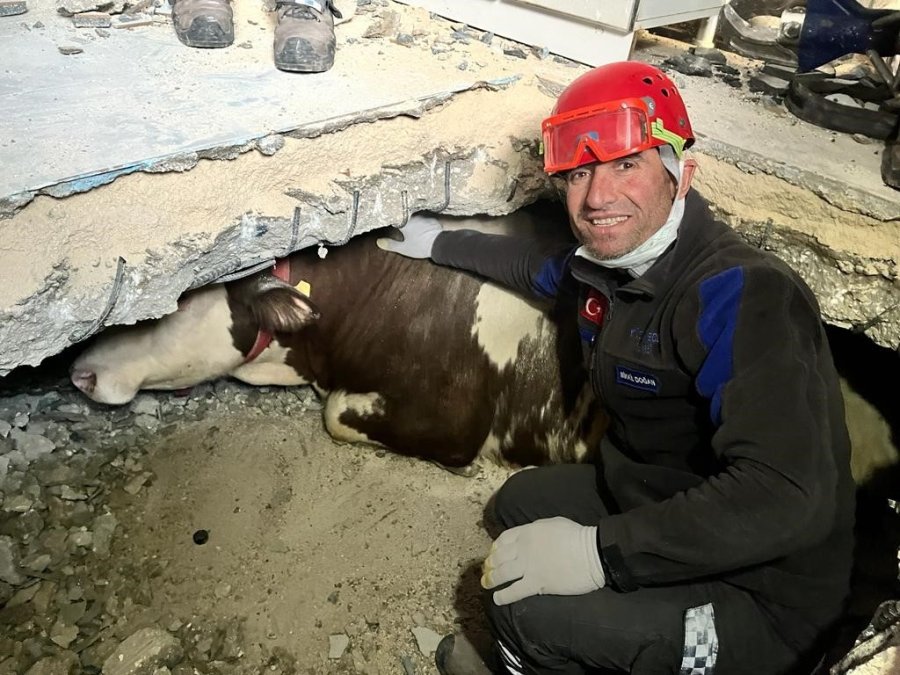 Hatay’da Enkaz Altında Kalan İnek Kurtarıldı