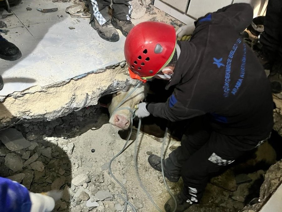 Hatay’da Enkaz Altında Kalan İnek Kurtarıldı