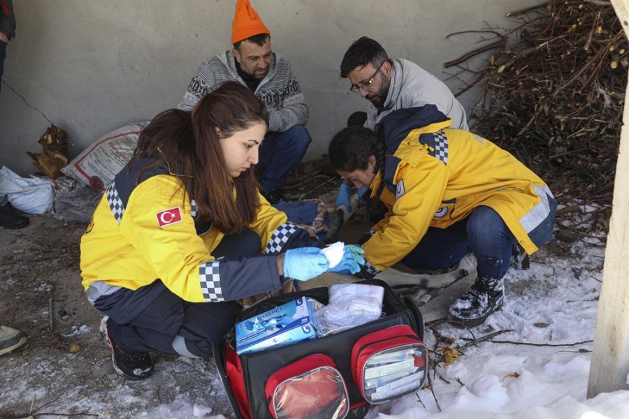 Van Ekibi Deprem Bölgesinde Yaralı Hayvanları Tedavi Ediyor