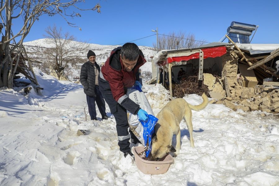 Van Ekibi Deprem Bölgesinde Yaralı Hayvanları Tedavi Ediyor