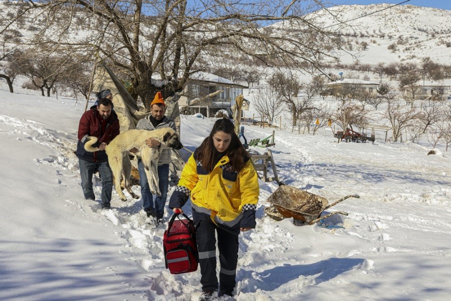 Van Ekibi Deprem Bölgesinde Yaralı Hayvanları Tedavi Ediyor