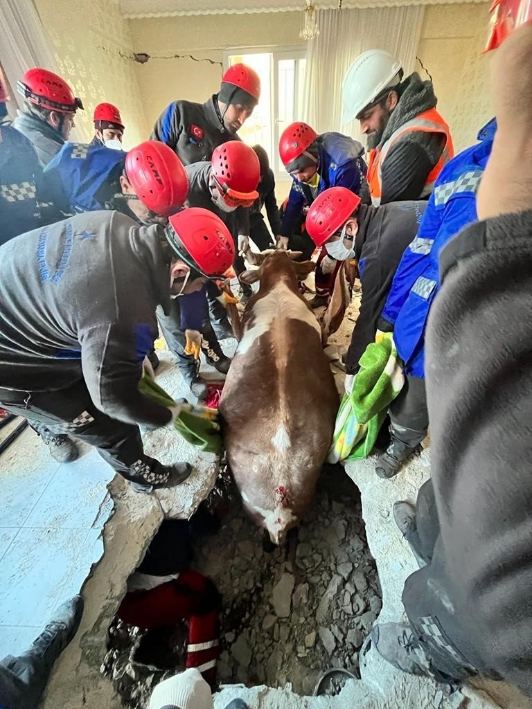 Hatay’da Enkaz Altında Kalan İnek Kurtarıldı