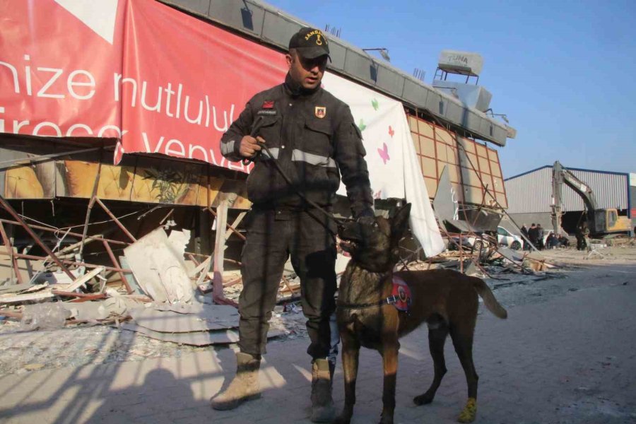 Köpekler Yaralı Halde Enkazdan Enkaza Koştu