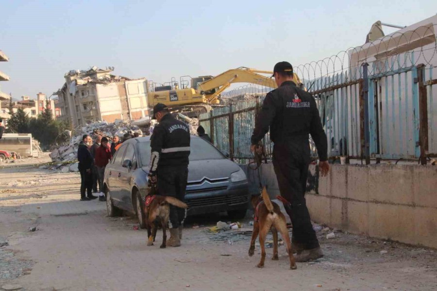 Köpekler Yaralı Halde Enkazdan Enkaza Koştu