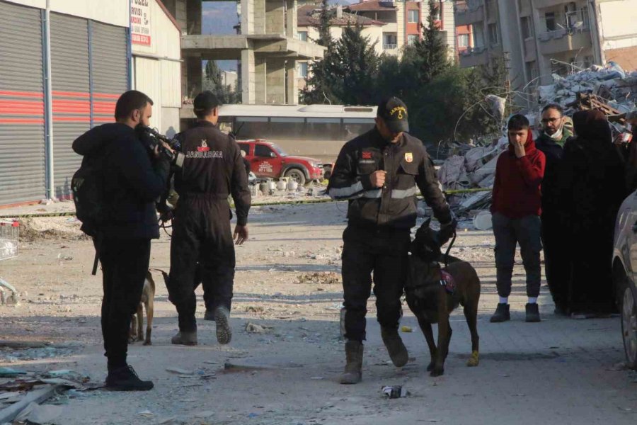 Köpekler Yaralı Halde Enkazdan Enkaza Koştu