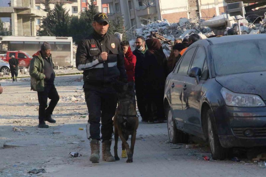 Köpekler Yaralı Halde Enkazdan Enkaza Koştu