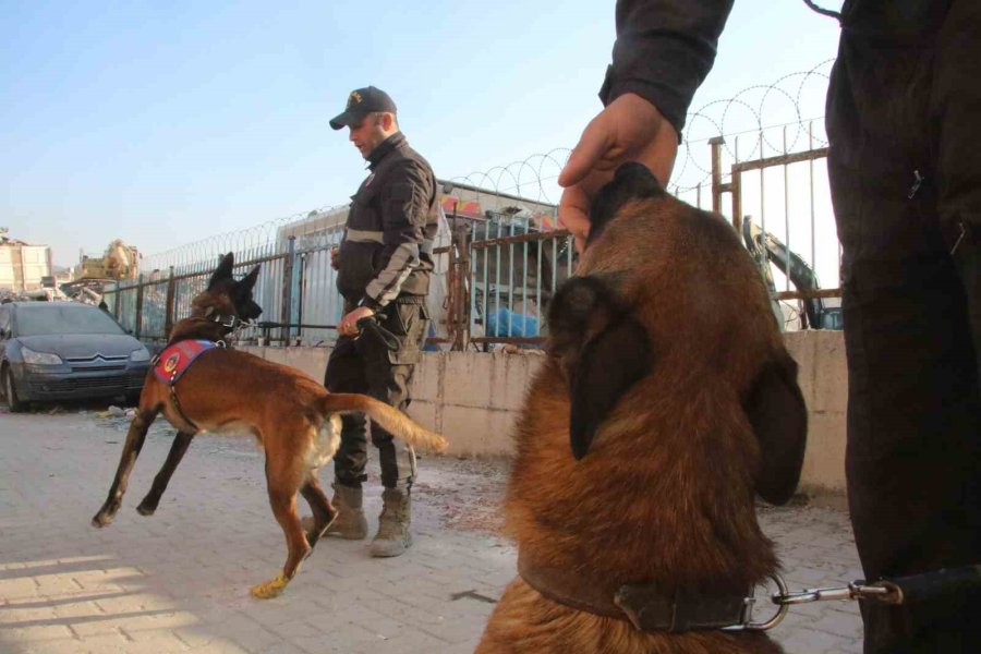 Köpekler Yaralı Halde Enkazdan Enkaza Koştu