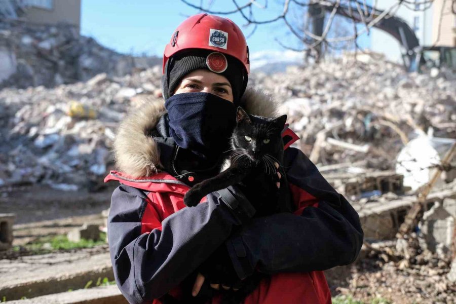 Kahramanmaraş’ta 174 Saat Sonra Enkazdan ‘ardıç’ İsimli Kedi Kurtarıldı