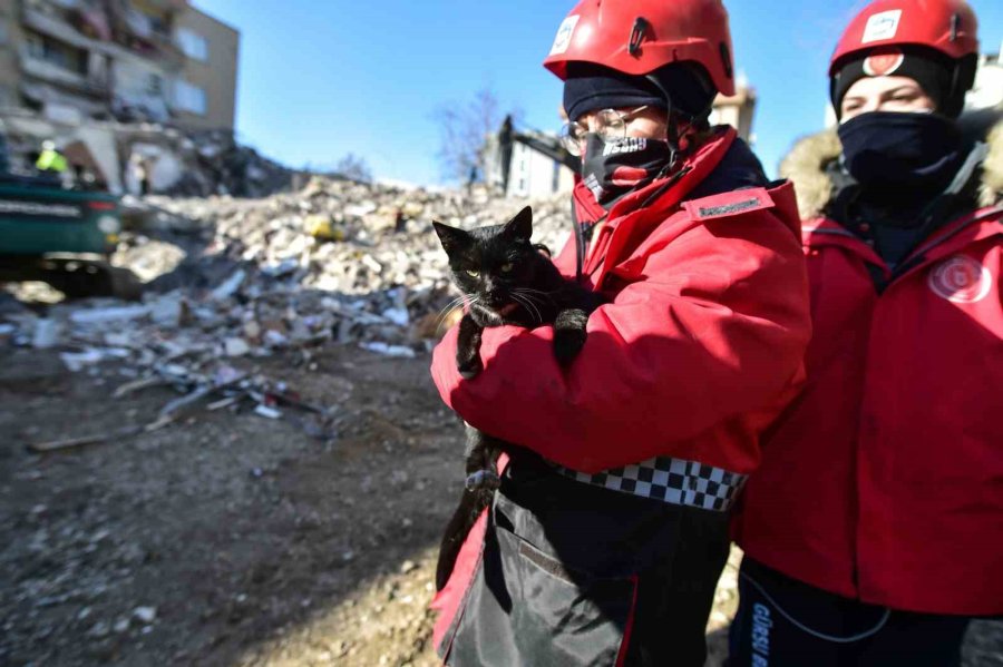 Kahramanmaraş’ta 174 Saat Sonra Enkazdan ‘ardıç’ İsimli Kedi Kurtarıldı