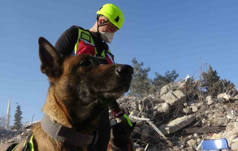 Kahraman Köpekler: Asko Ve Pia, 5 Günde 10 Kişiye Ulaştı