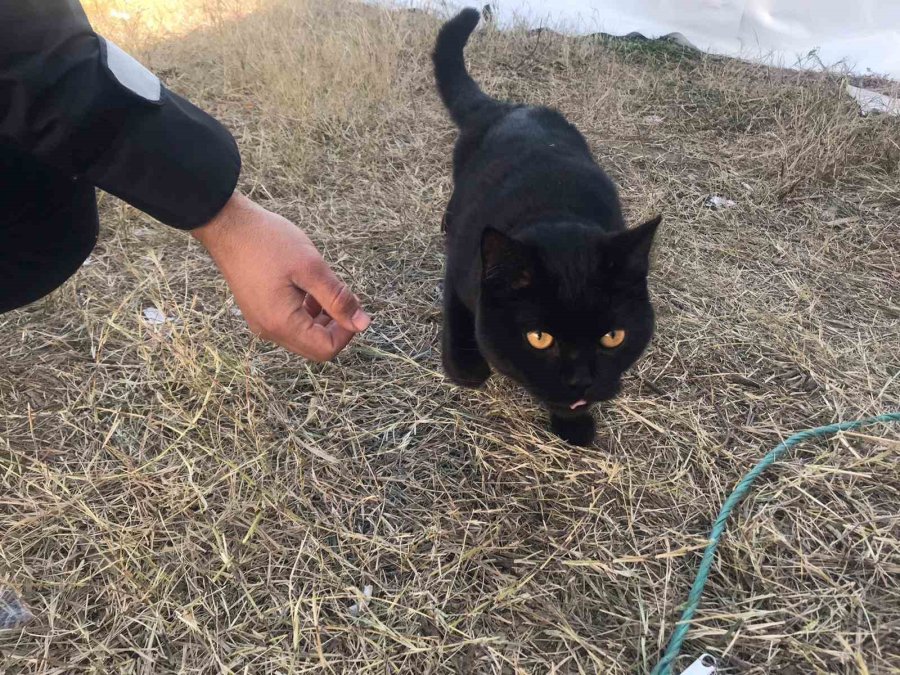 Gönüllüler, 164 Saat Sonra Enkazdan Bir Kedi Kurtardı