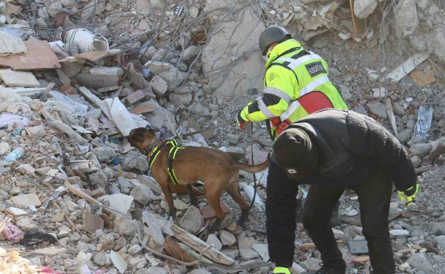 Kahraman Köpekler: Asko Ve Pia, 5 Günde 10 Kişiye Ulaştı