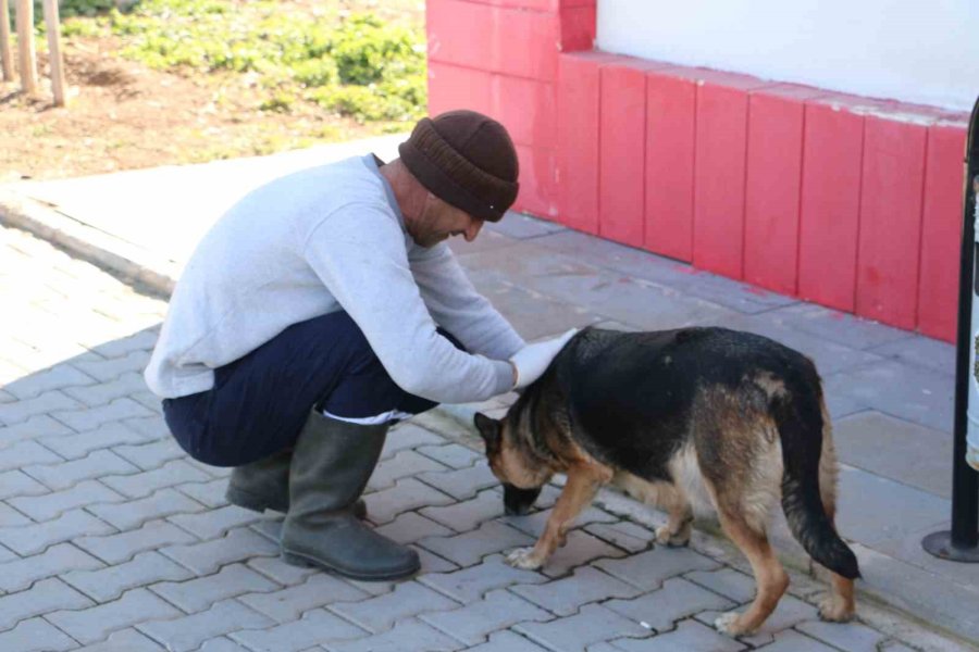 Depremin Mağduru Hayvanlar Önce Tedavi Edildi, Sonra Sahiplendirildi