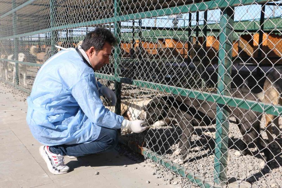 Depremin Mağduru Hayvanlar Önce Tedavi Edildi, Sonra Sahiplendirildi