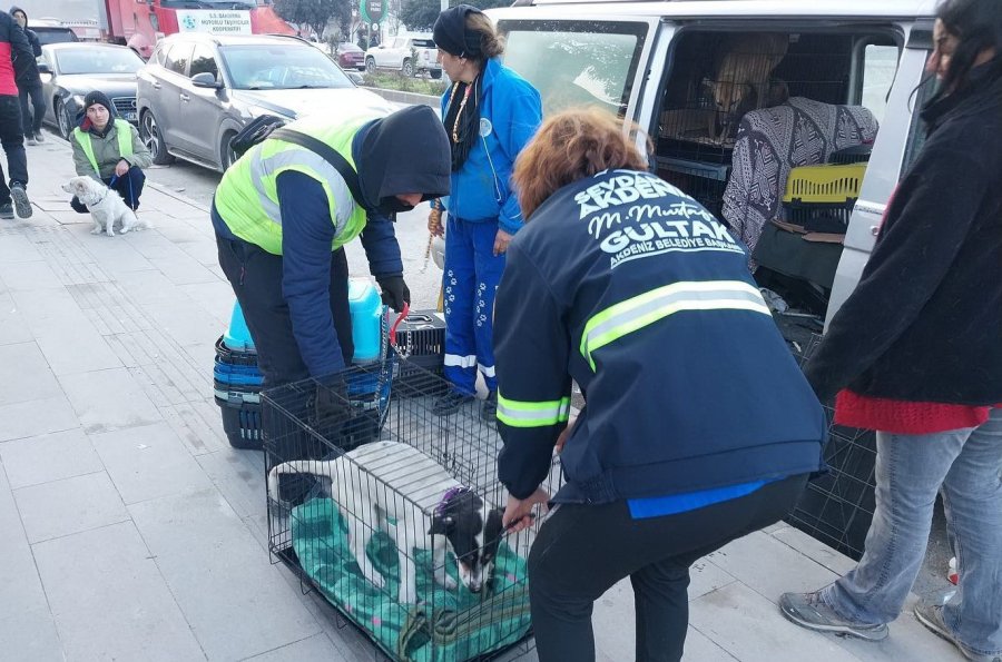 Akdeniz Belediyesi Sokakta Yaşayan Canlıları Da Unutmadı