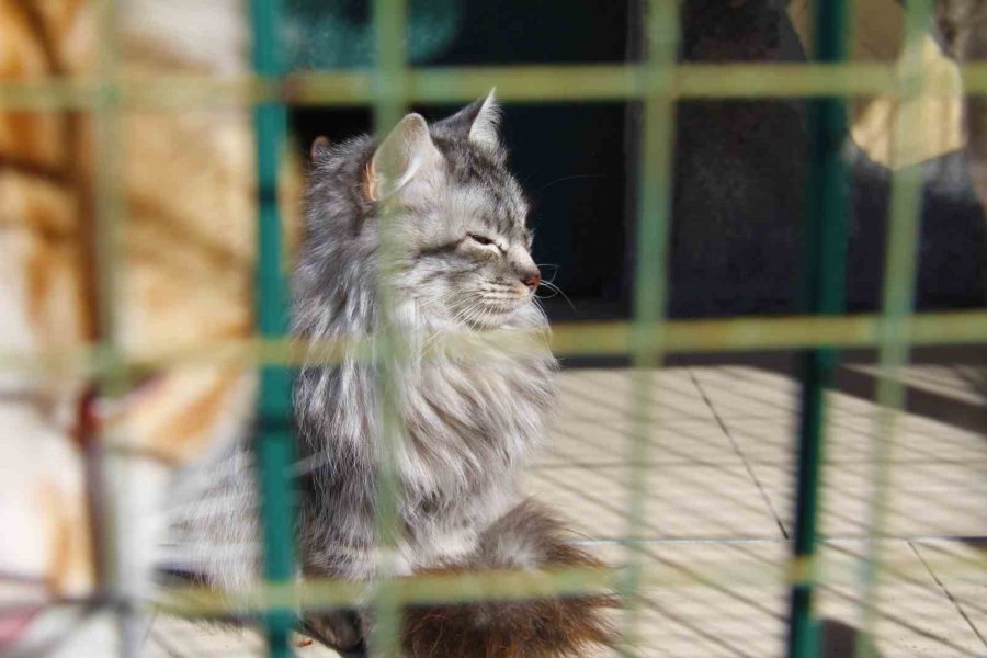 Depremde Enkaz Altından Kurtarılan Hayvanlar, Barınağa Yerleştirildi