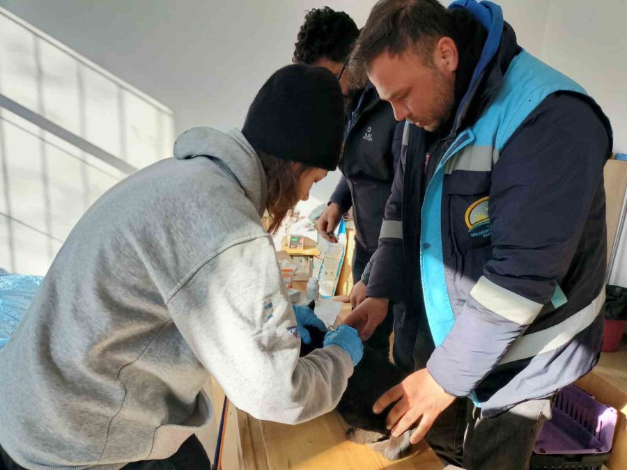 Deprem Bölgesinde Donmak Üzereyken Buldukları Kediyi Kütahya’ya Getirecekler