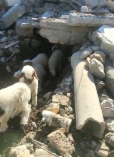 Enkaz Altında Kalan 9 Kuzu 11 Gün Sonra Kurtarıldı, Sahibi O Anları Anlattı