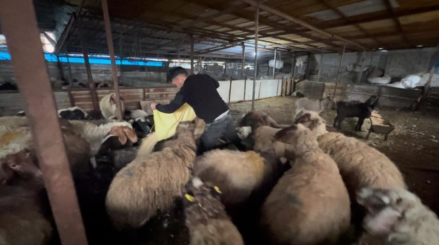 Konya Büyükşehir’den Hatay’daki Hayvan Üreticilerine 10 Tır Yem Desteği