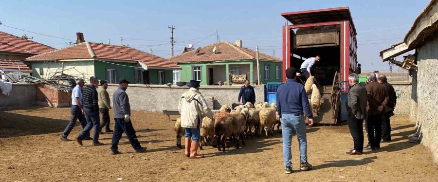 Depremzedelere Küçükbaş Hayvan Desteği