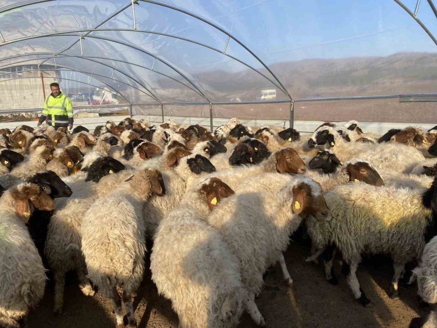 Erdemli Belediyesi Ağıl Yaptı, Hayvanlar Soğuktan Ölmekten Kurtarıldı