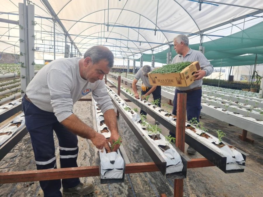 Mezitli Belediyesi, Topraksız Tarım İçin Adım Attı