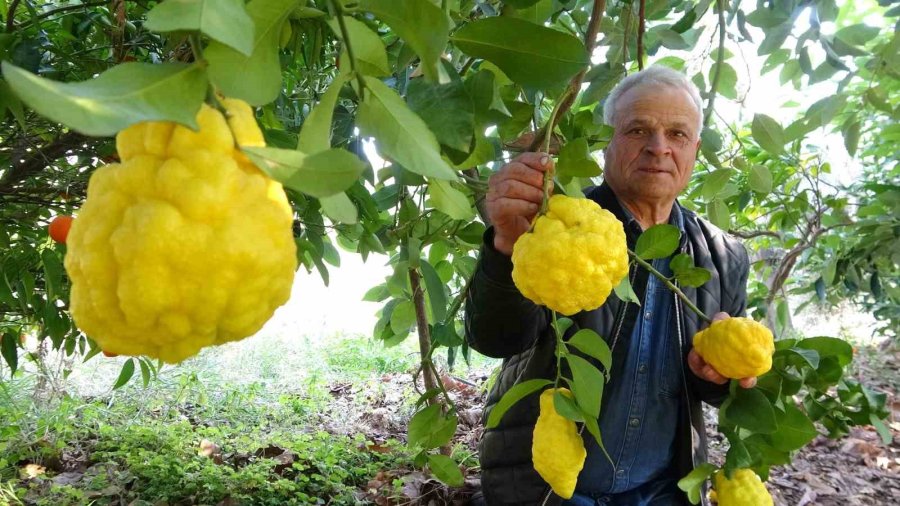 1 Kiloyu Geçen Sıra Dışı Büyüklükte Bergamot Yetiştirdi