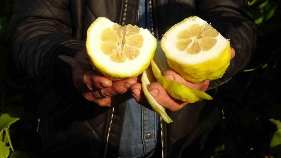 1 Kiloyu Geçen Sıra Dışı Büyüklükte Bergamot Yetiştirdi