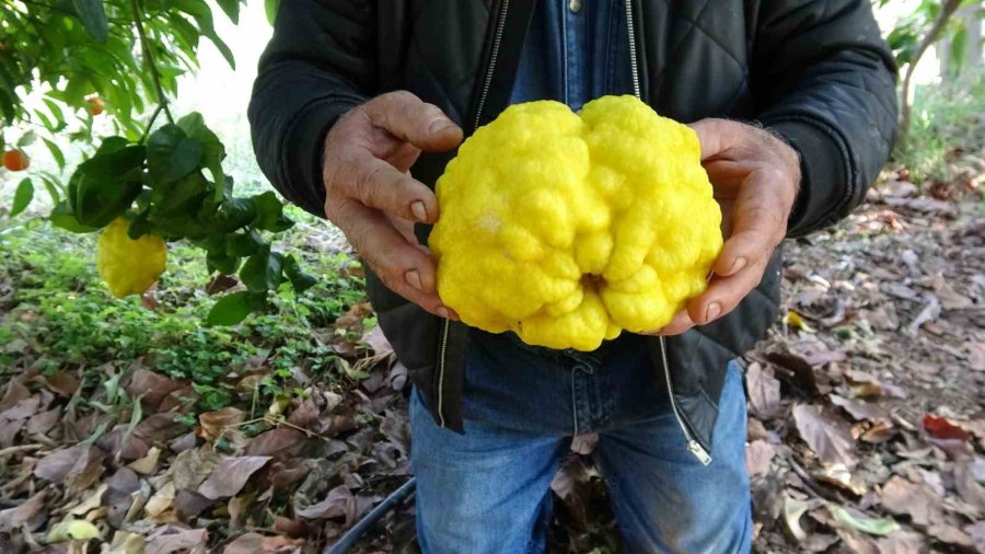 1 Kiloyu Geçen Sıra Dışı Büyüklükte Bergamot Yetiştirdi