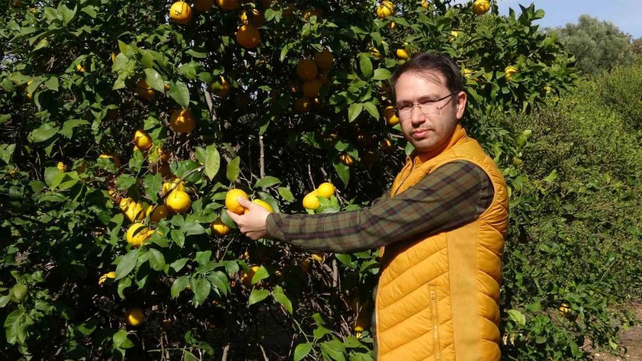 1 Kiloyu Geçen Sıra Dışı Büyüklükte Bergamot Yetiştirdi